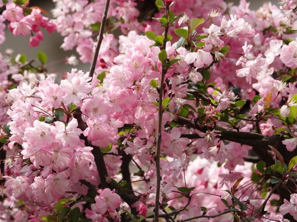 ハナカイドウ　花海棠