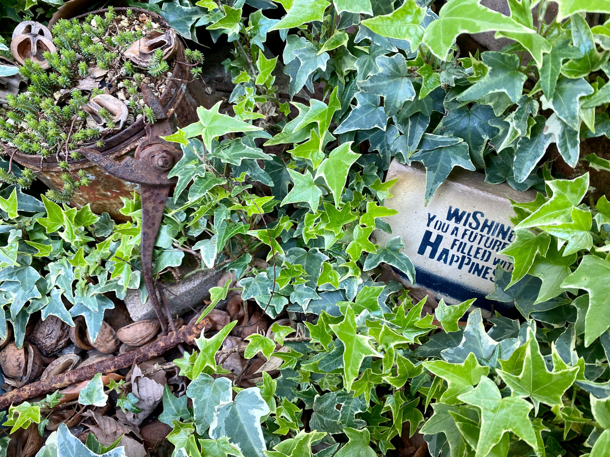 アイビー ヘデラ の花言葉 怖い意味がある 種類や風水でおすすめの置き場所とは Greensnap グリーンスナップ