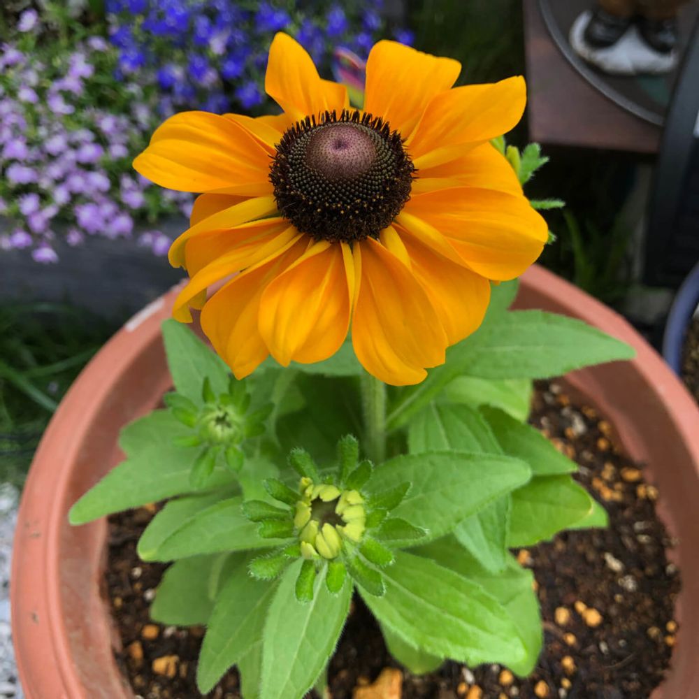 ルドベキア・トト