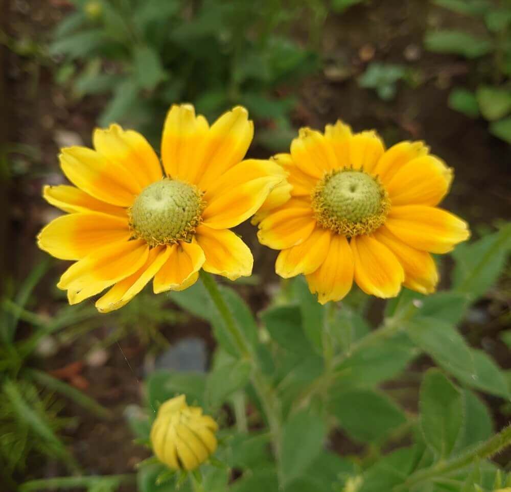 ルドベキア・プレーリーサン