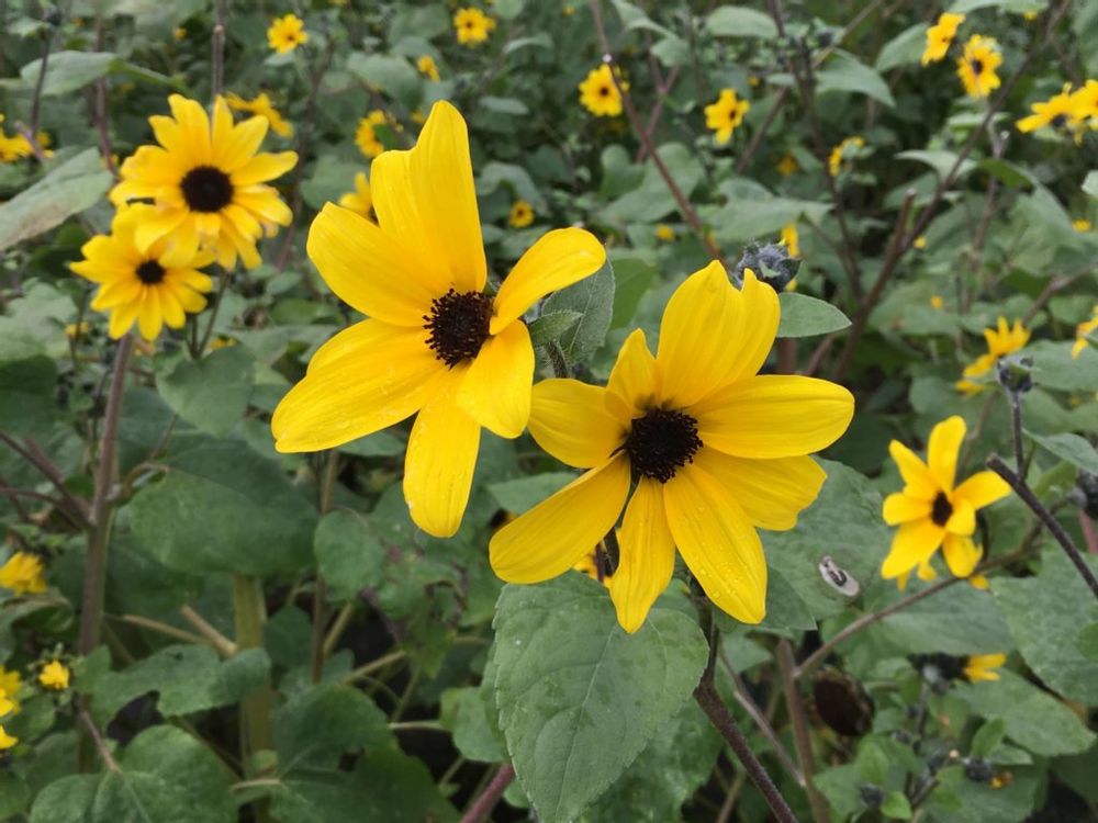 ルドベキアタカオ