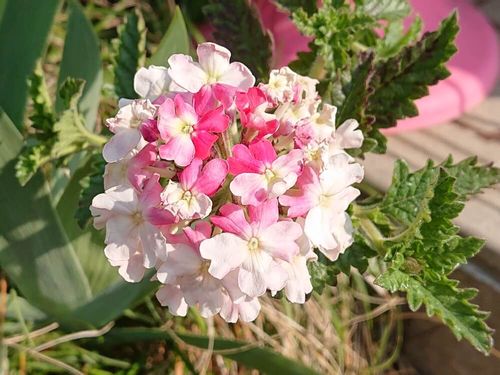 バーベナの花言葉 色別の意味や花の香りの効果効能とは Greensnap グリーンスナップ