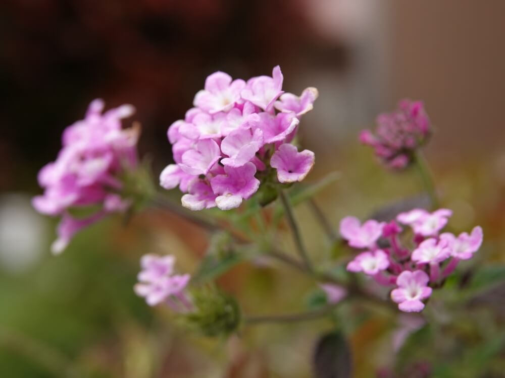 バーベナの花言葉 色別の意味や種類は 花の香りの効果効能とは Greensnap グリーンスナップ