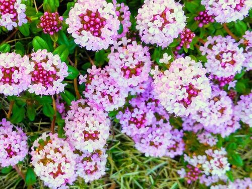 バーベナの花言葉 色別の意味や花の香りの効果効能とは Greensnap グリーンスナップ