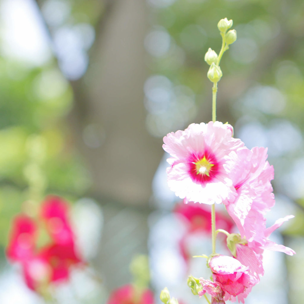 タチアオイ 立葵 の花言葉 色別の意味や由来は 女の子の名前に人気のわけは Greensnap グリーンスナップ