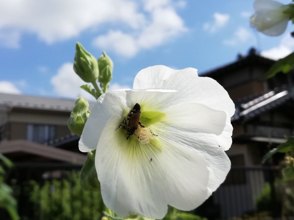 タチアオイ　葵