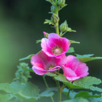 タチアオイ(立葵)の花言葉｜色別の意味や由来は？怖いって本当？の画像