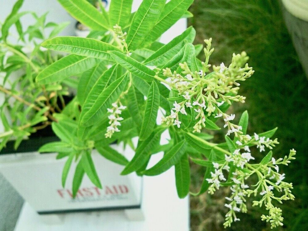 レモンバーベナ　ハーブ　ハーブティー