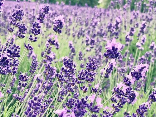 イングリッシュラベンダーの花言葉 意味や由来は 種類や花の特徴は Greensnap グリーンスナップ