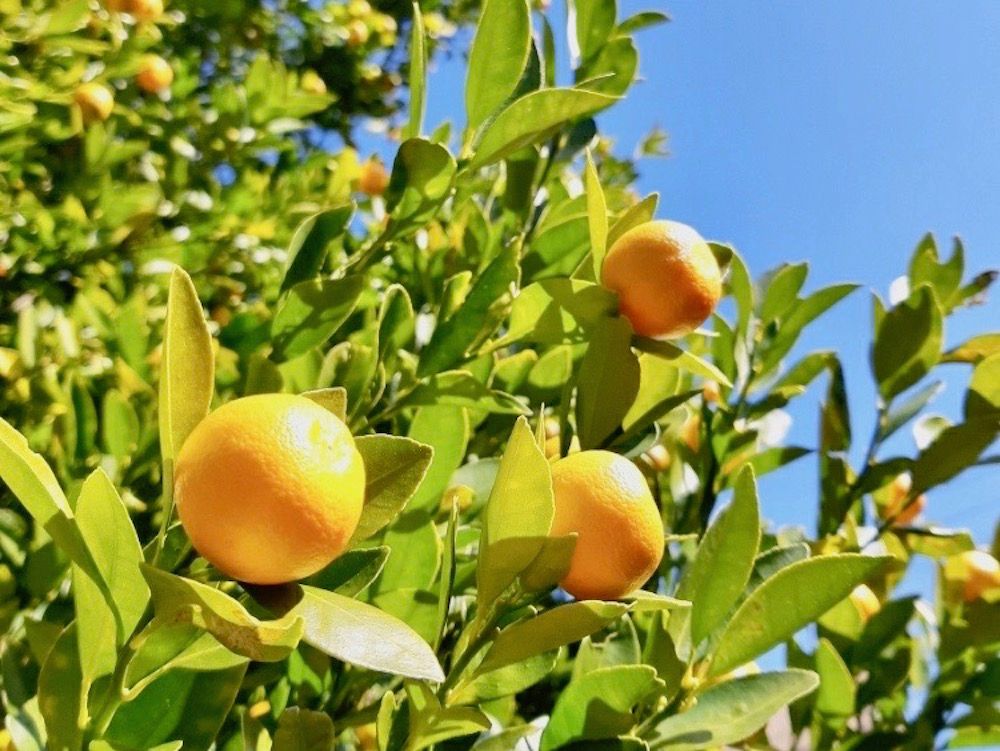 ビターオレンジ　橙　だいだい　ハーブ　ハーブティー