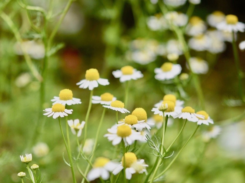 ジャーマンカモミール　ハーブ　ハーブティー
