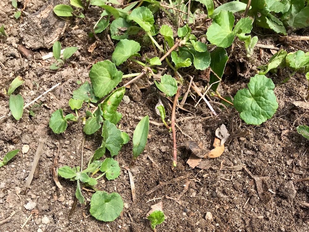 ゴツコーラ　ハーブ　ハーブティー