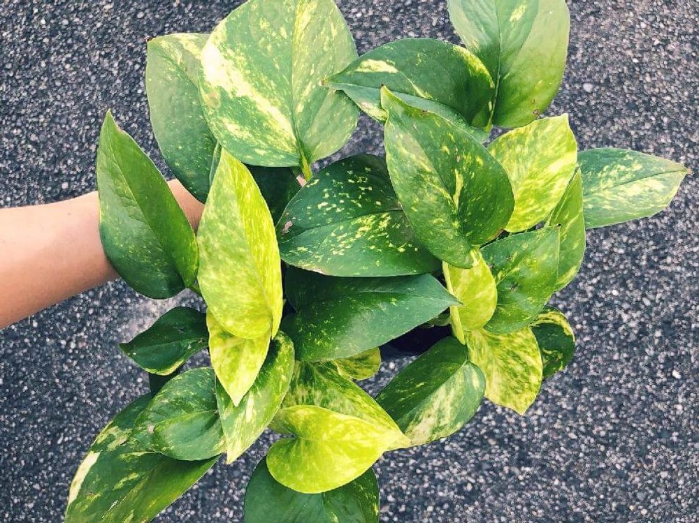 ゴールデンポトス　葉