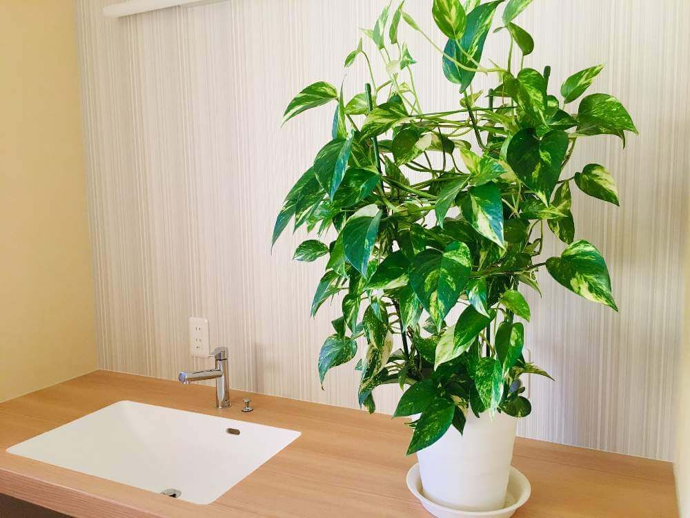 ポトス　水回り　鉢植え