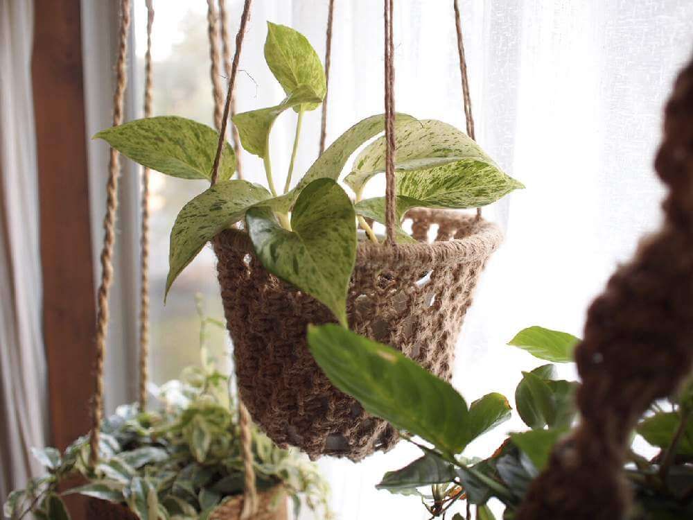 ポトス　窓際　葉