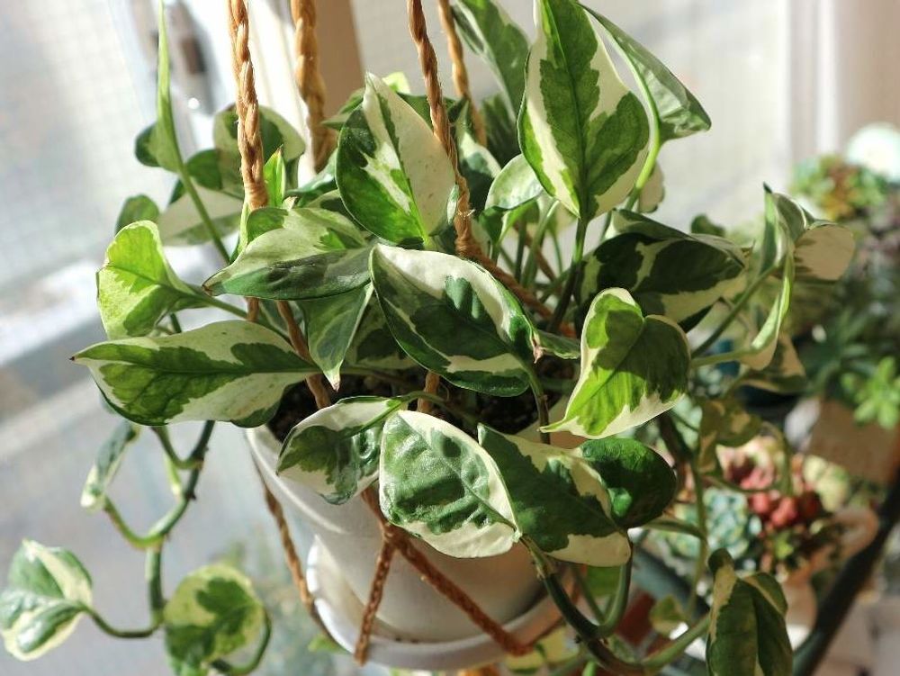 ポトスエンジョイ　窓際　日光