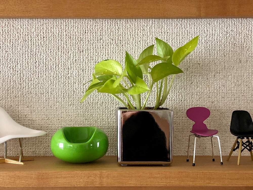 ポトス　鉢植え　棚