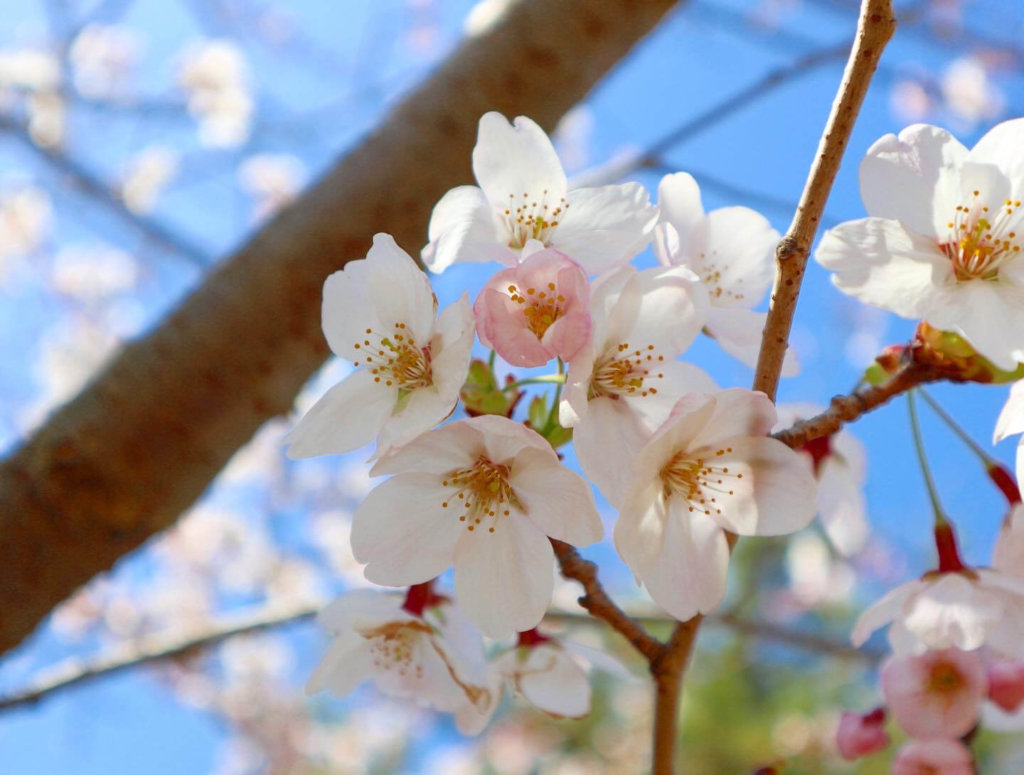 桜 サクラ の花言葉 由来や特徴 種類別の意味は Greensnap グリーンスナップ