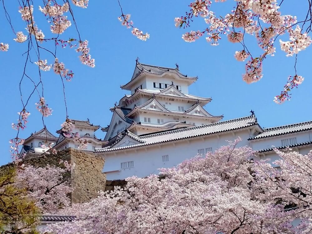 桜　さくら　サクラ