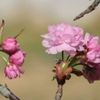 桜(サクラ)の花言葉｜意味が怖いといわれる由来や歴史は？の画像