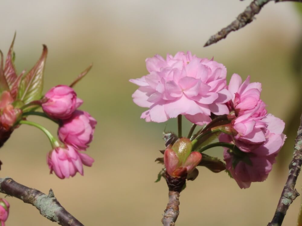桜 サクラ の花言葉 由来や特徴 種類別の意味は Greensnap グリーンスナップ