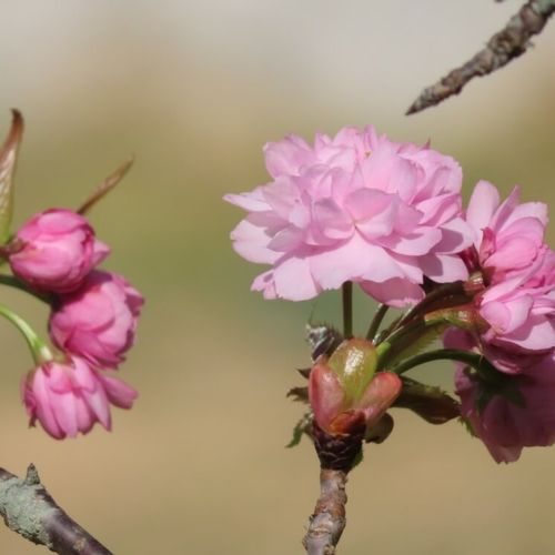 桜 サクラ の花言葉 意味が怖い 悲しいといわれる由来は Greensnap グリーンスナップ