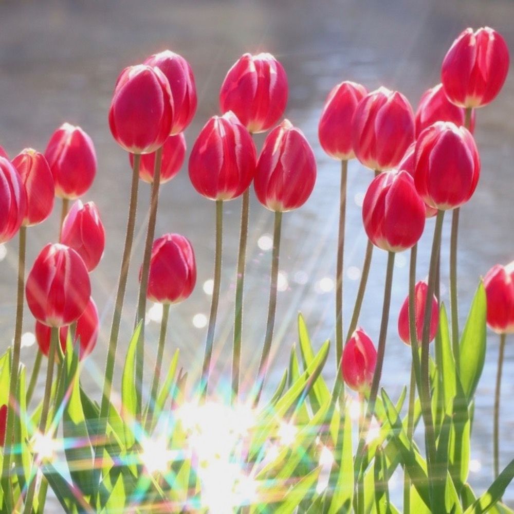 チューリップ　フォトコン