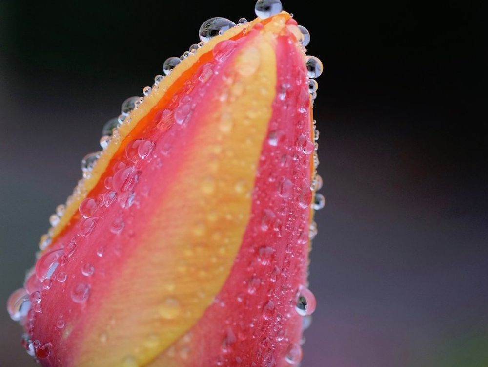 チューリップ　フォトコン