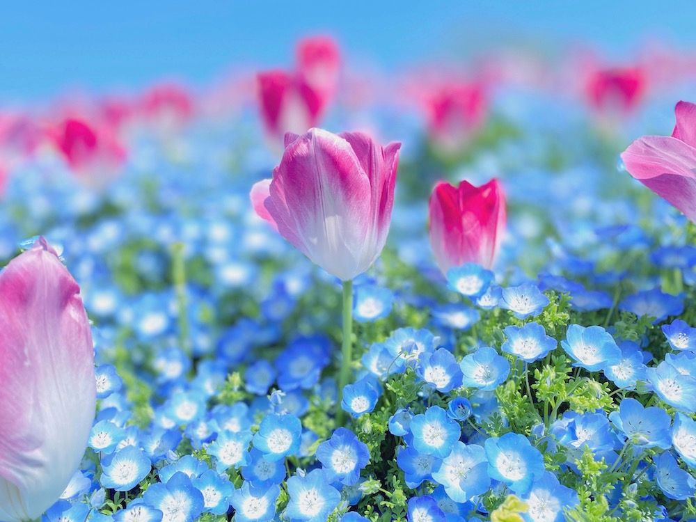 チューリップ　フォトコン