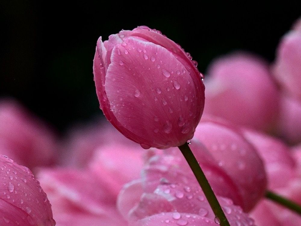 チューリップ　フォトコン