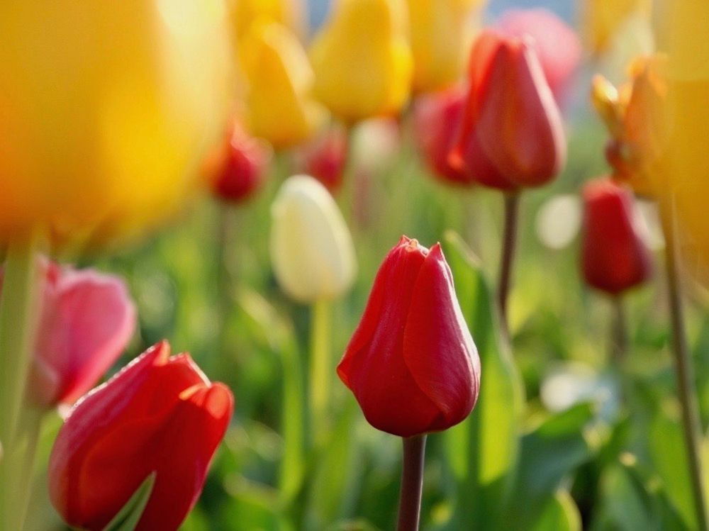 チューリップ　フォトコン