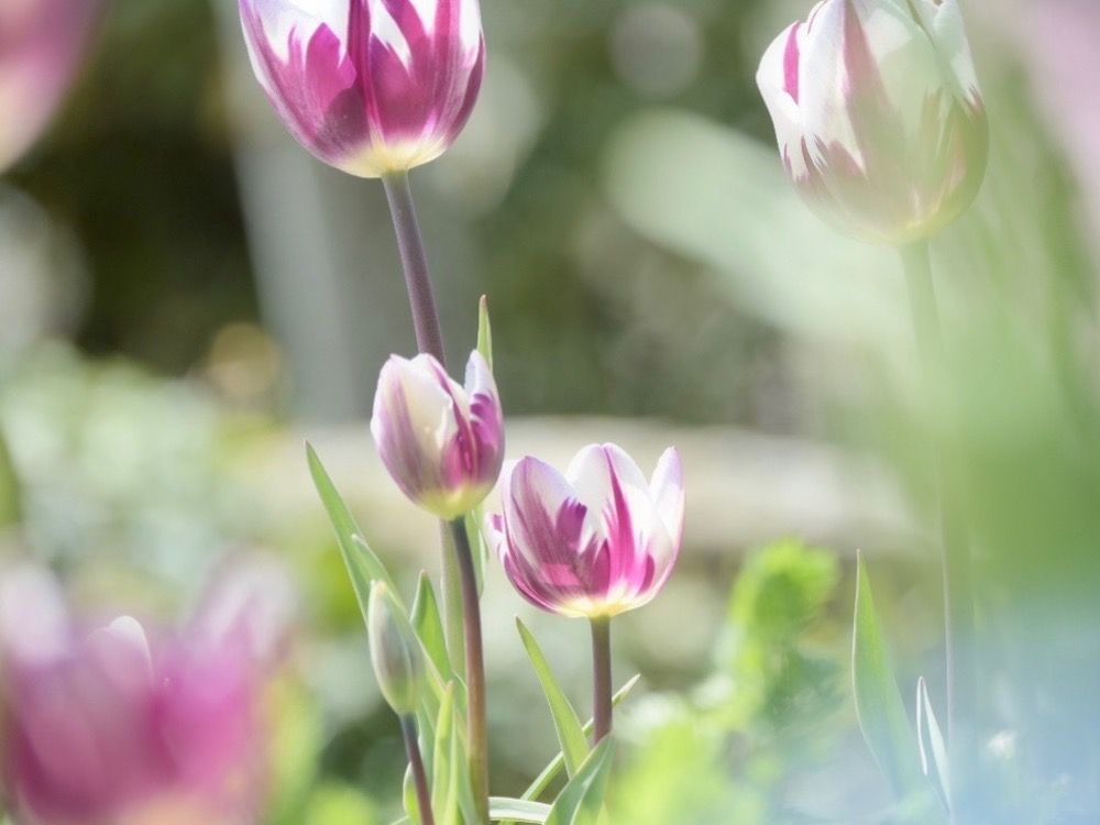 チューリップ　フォトコン
