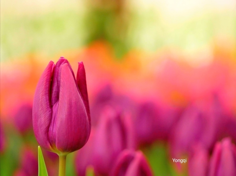 チューリップの花言葉 ピンク 白 紫など 色や本数別の意味は いつの誕生花 Greensnap グリーンスナップ