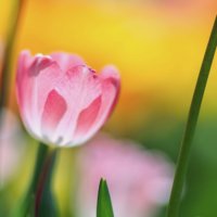 芸術的なチューリップ特集！雪の中で咲くチューリップもあるの？の画像