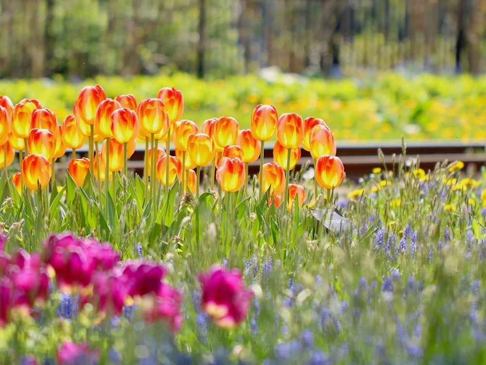 チューリップ　フォトコン