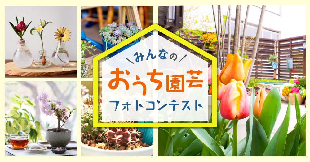 おうち園芸　フォトコン