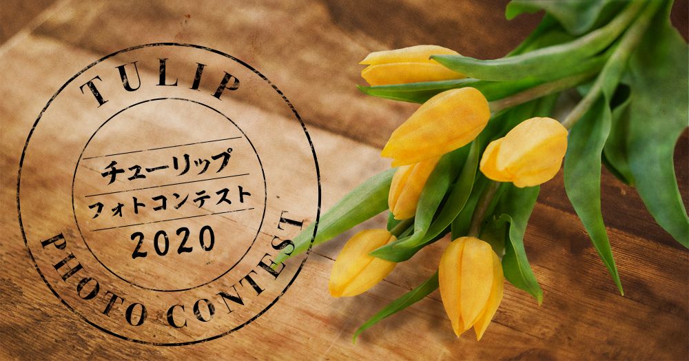 チューリップ　フォトコン