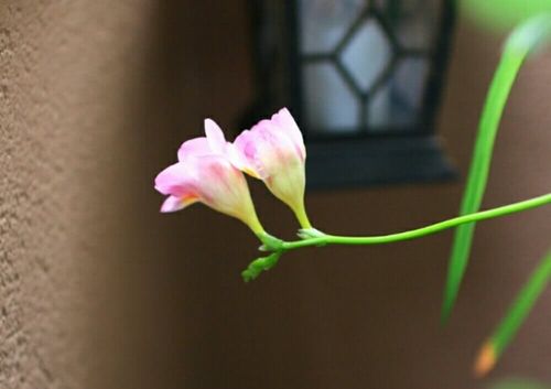 フリージアの花言葉 白 紫など色別の意味や花の種類は 花の咲く季節は Greensnap グリーンスナップ