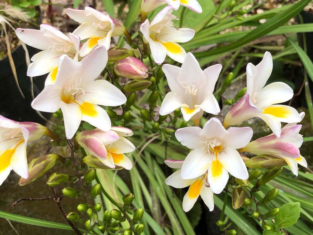 フリージア　白い花