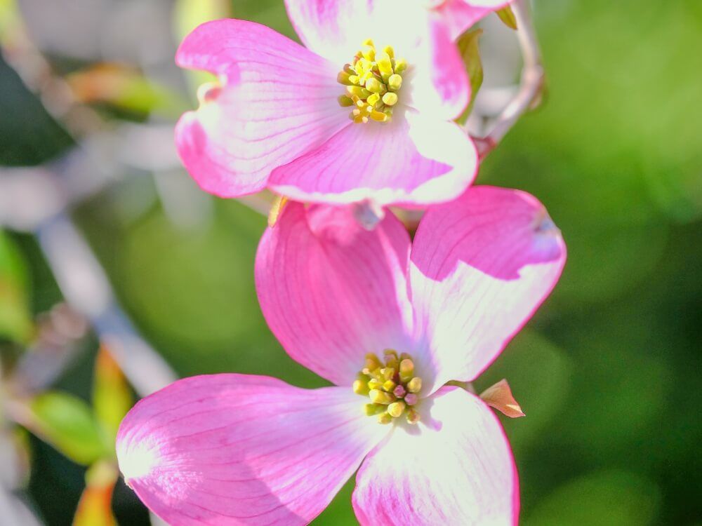 ハナミズキ　花水木　チェロキーチーフ