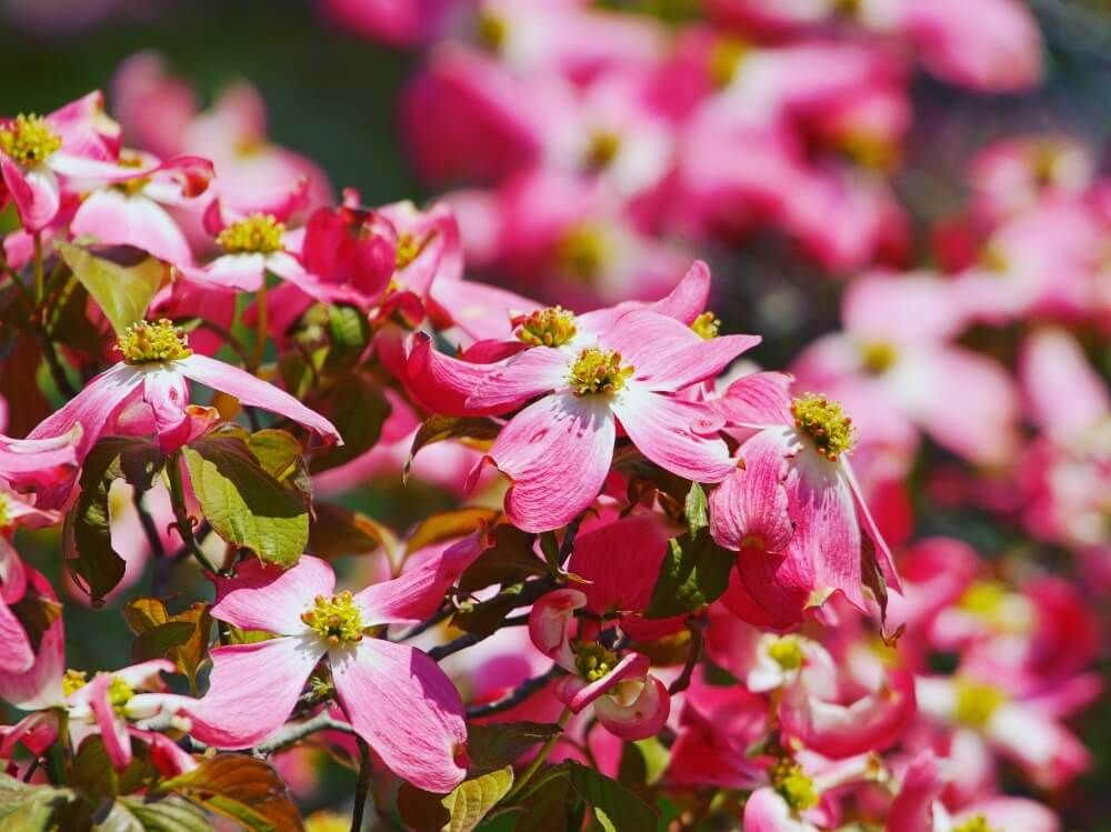 ハナミズキ　花水木　ジュニアミス