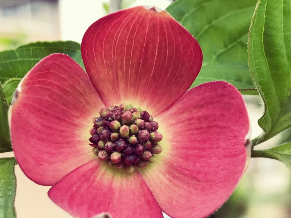 ハナミズキ　花水木　ステラピンク