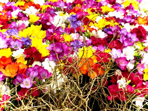 フリージアの花言葉 色別の意味や花の種類 花色で匂いが変わる Greensnap グリーンスナップ