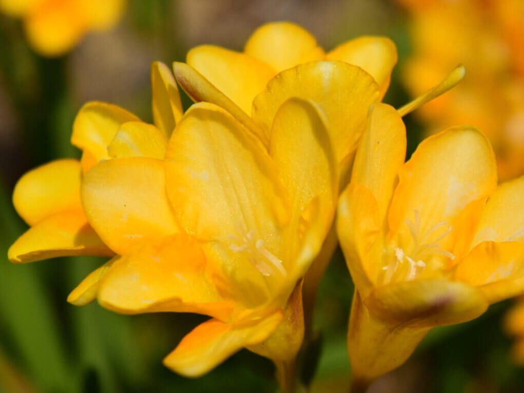 2月の花おすすめ12選 早春に咲く種類は 花壇やプランターで楽しめるのは Greensnap グリーンスナップ