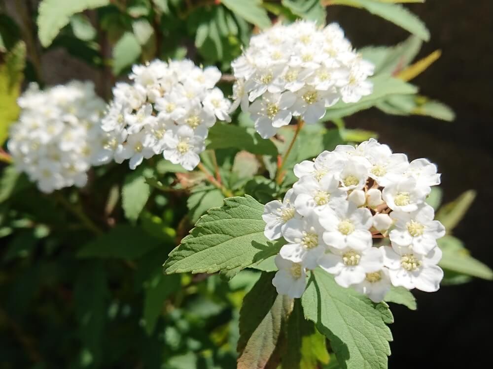 コデマリ　小手鞠