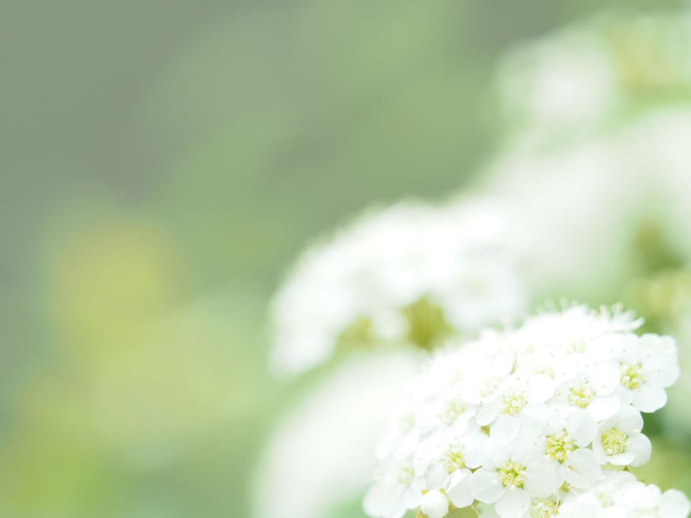 コデマリ　小手鞠