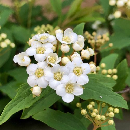 コデマリ 小手鞠 の花言葉 花の特徴や種類 見頃の季節は Greensnap グリーンスナップ