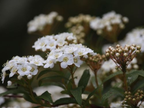 コデマリ 小手鞠 の花言葉 花の特徴や種類 見頃の季節は Greensnap グリーンスナップ