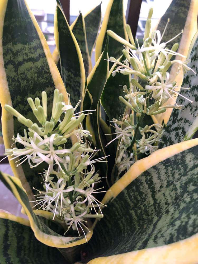 サンスベリアの花言葉 種類や品種 風水での意味や花を咲かせる条件は Greensnap グリーンスナップ