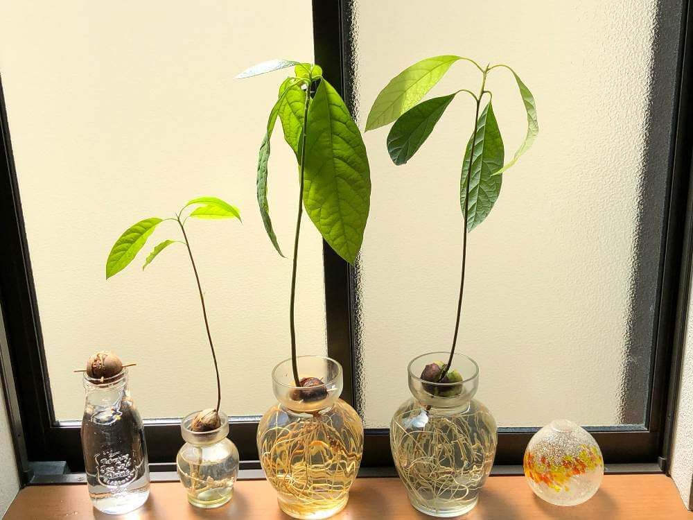 アボカド　水耕栽培